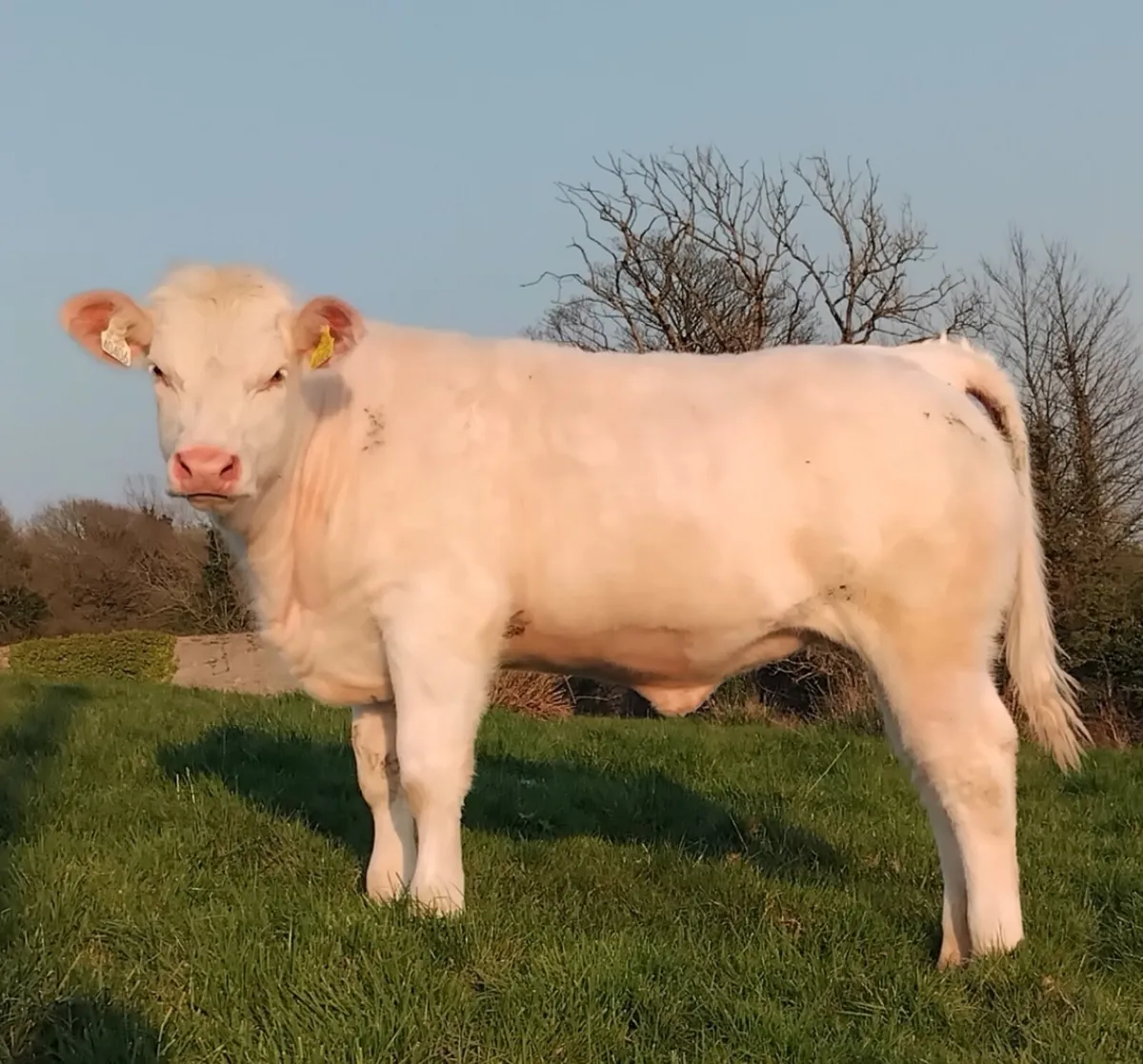 3 pedigree charolais heifers - Image 4