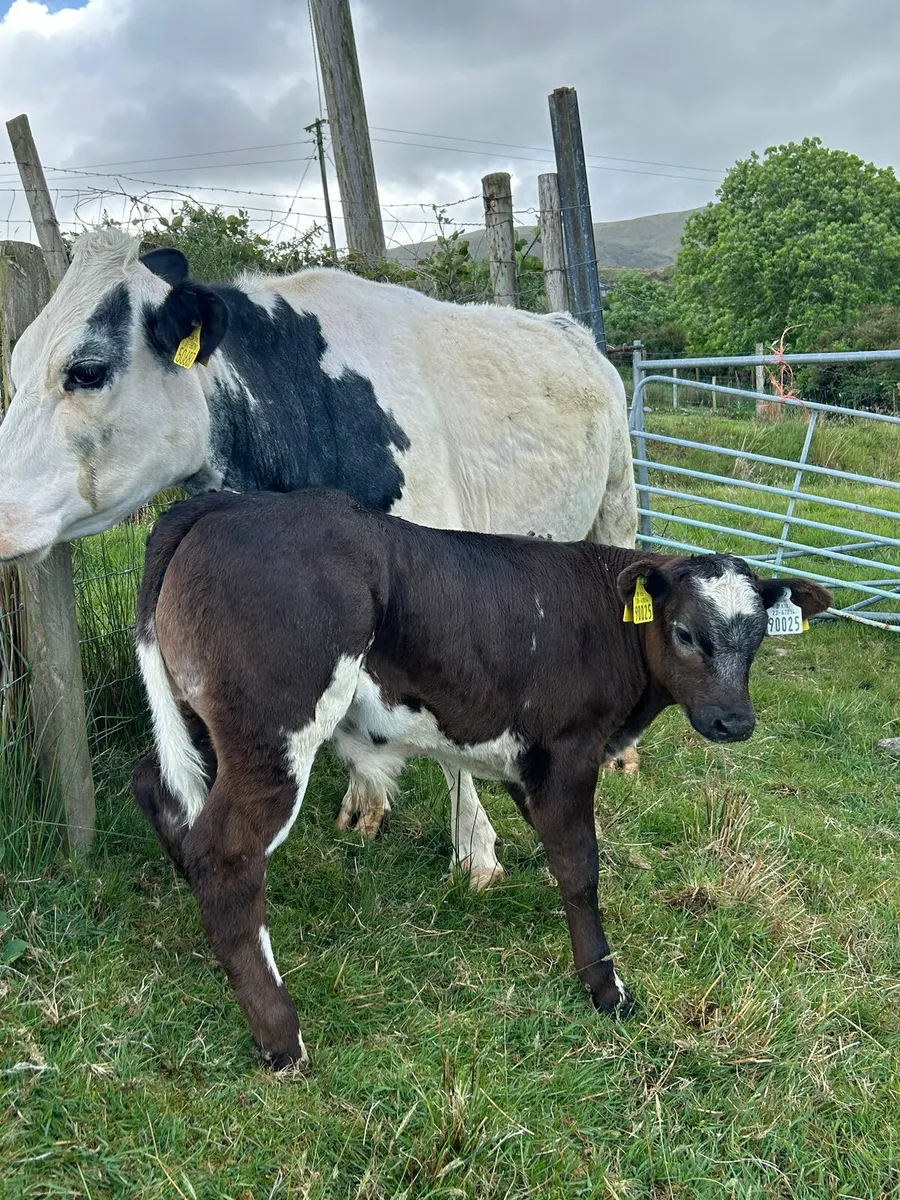First calver with bull calf - Image 1
