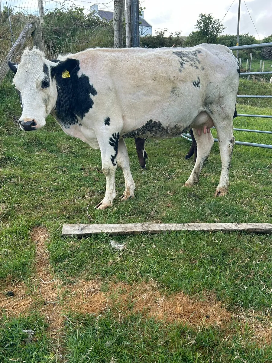 First calver with bull calf - Image 2