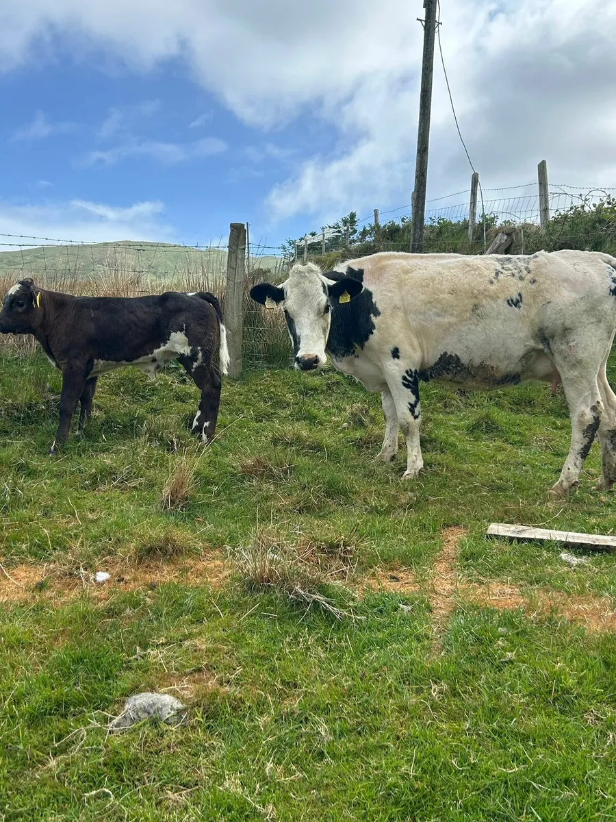 First calver with bull calf - Image 3