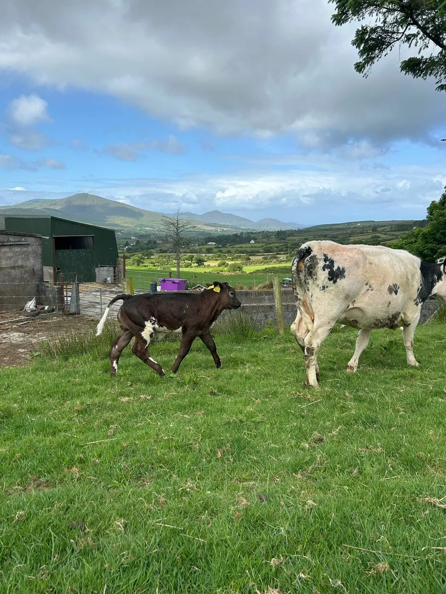 First calver with bull calf - Image 4