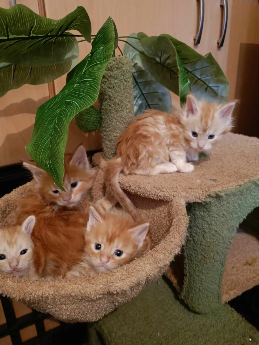 Maine Coon kittens for sale - Image 1