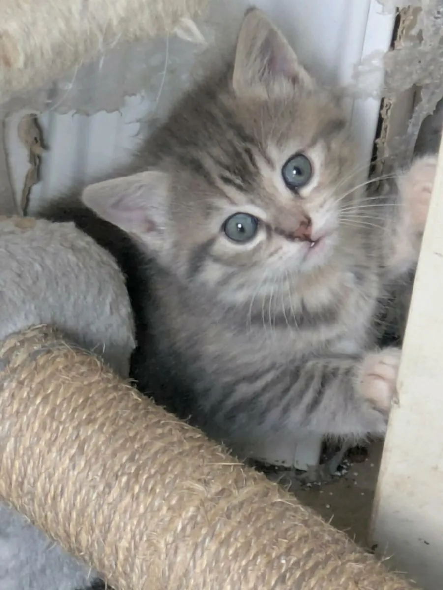 GORGEOUS SHORTHAIR CROSS KITTENS - Image 2