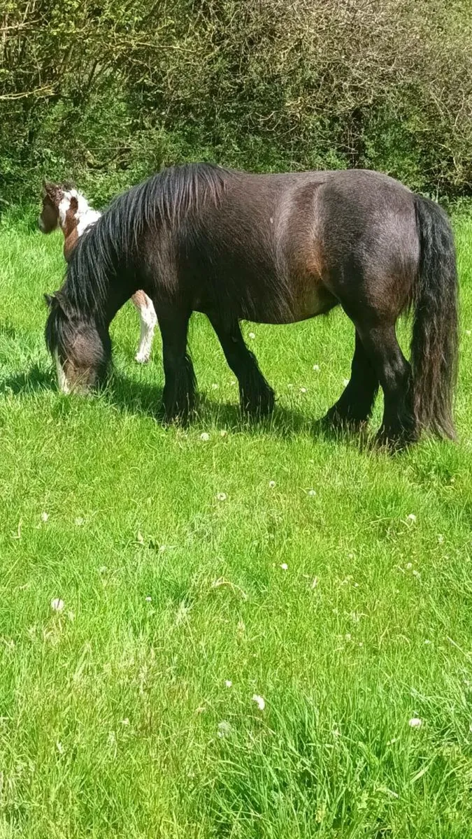 Cob mare - Image 1