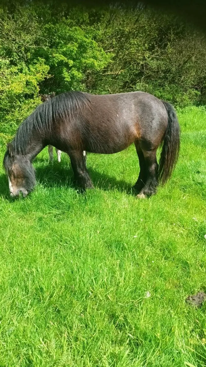 Cob mare - Image 2
