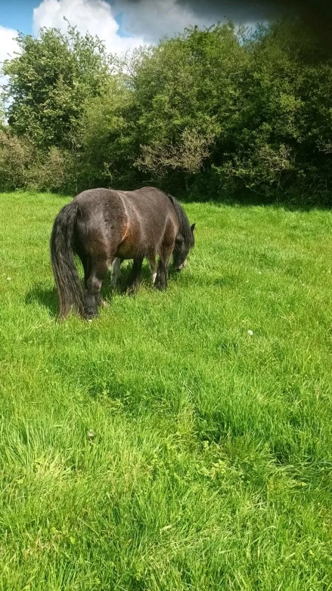 Cob mare - Image 3