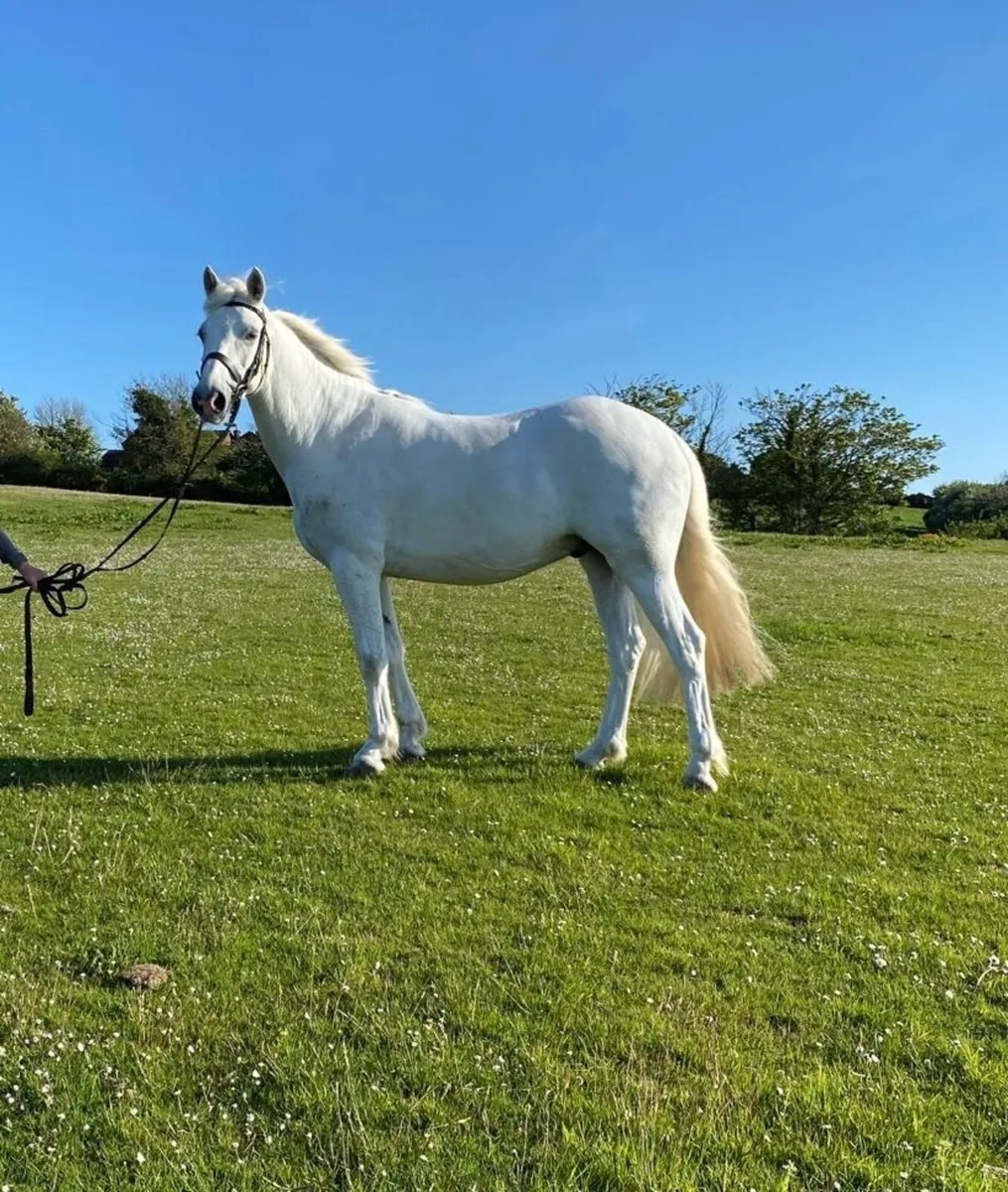 4yo Connemara Gelding - Image 2