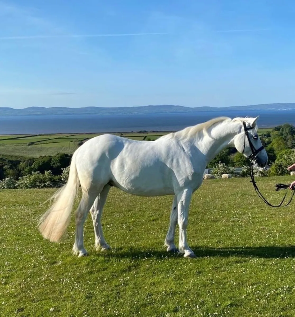 4yo Connemara Gelding - Image 1