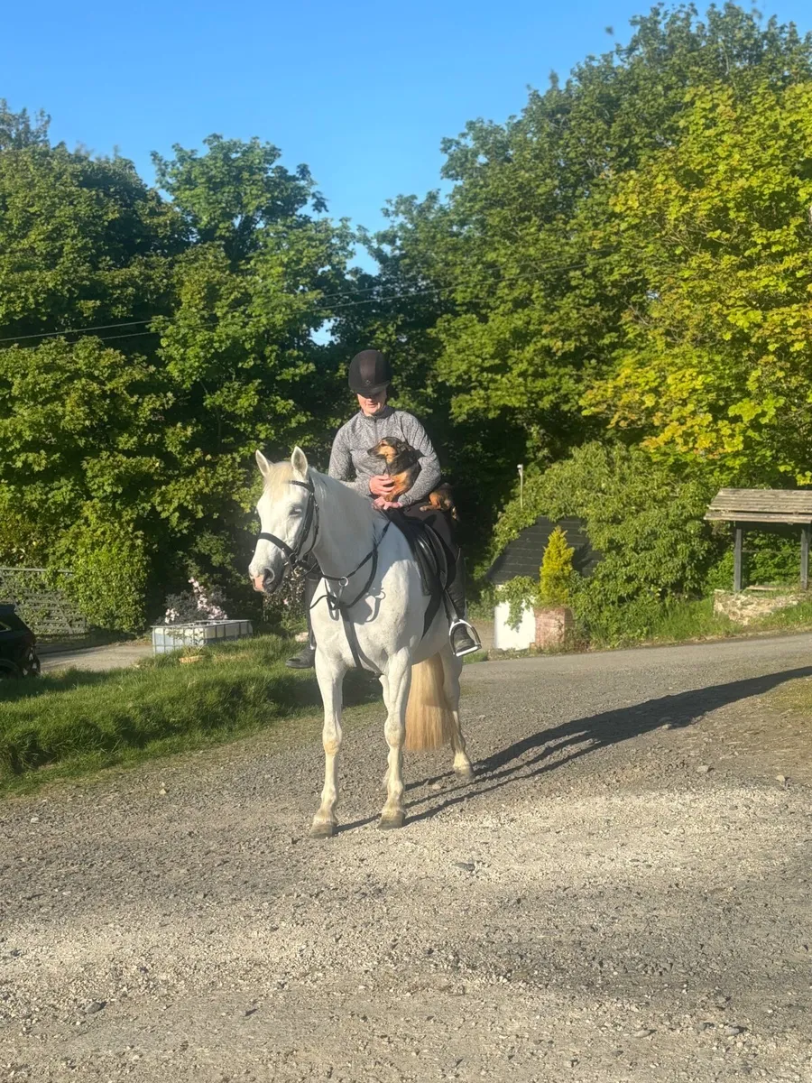 4yo Connemara Gelding - Image 3