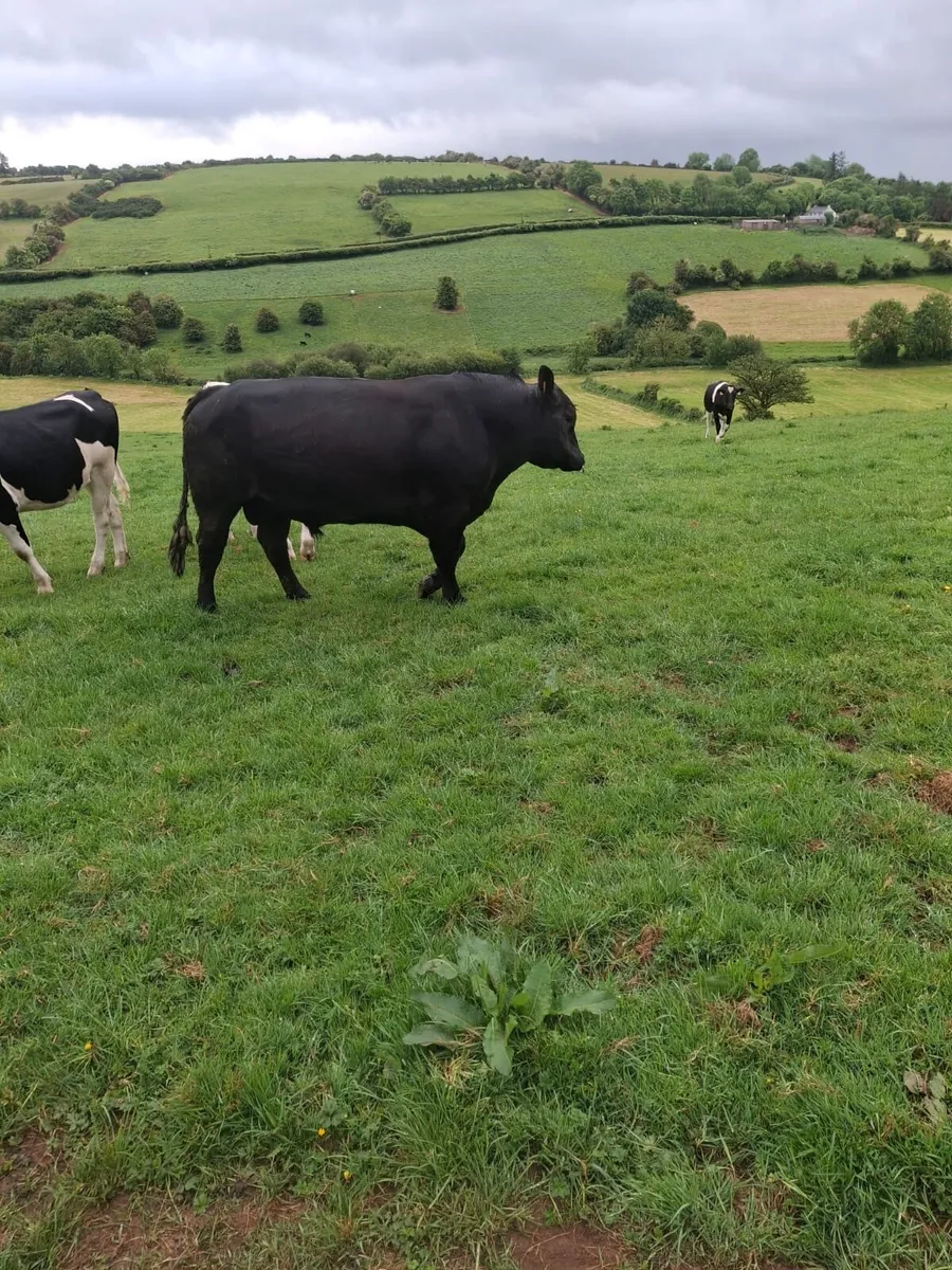Angus bull - Image 2