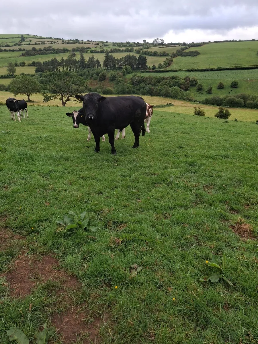 Angus bull - Image 3