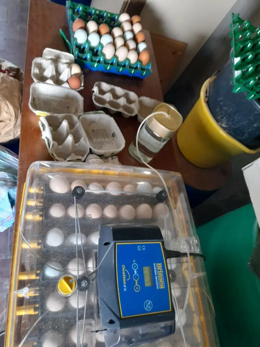 Chick's, Hatching eggs 🥚purebred - Image 4