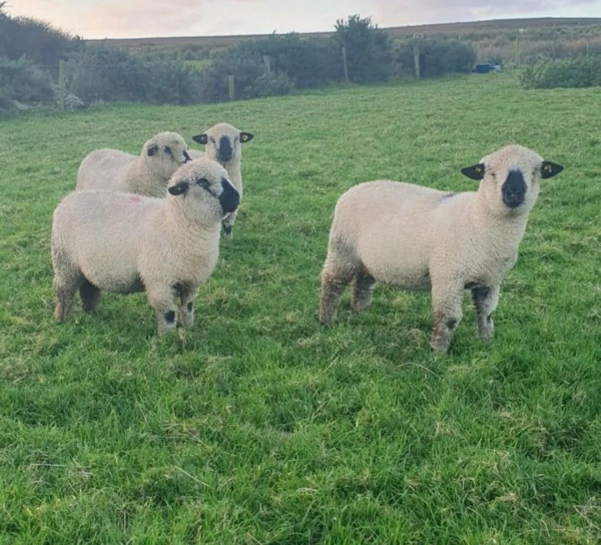 Hampshire Down Ewe Lambs