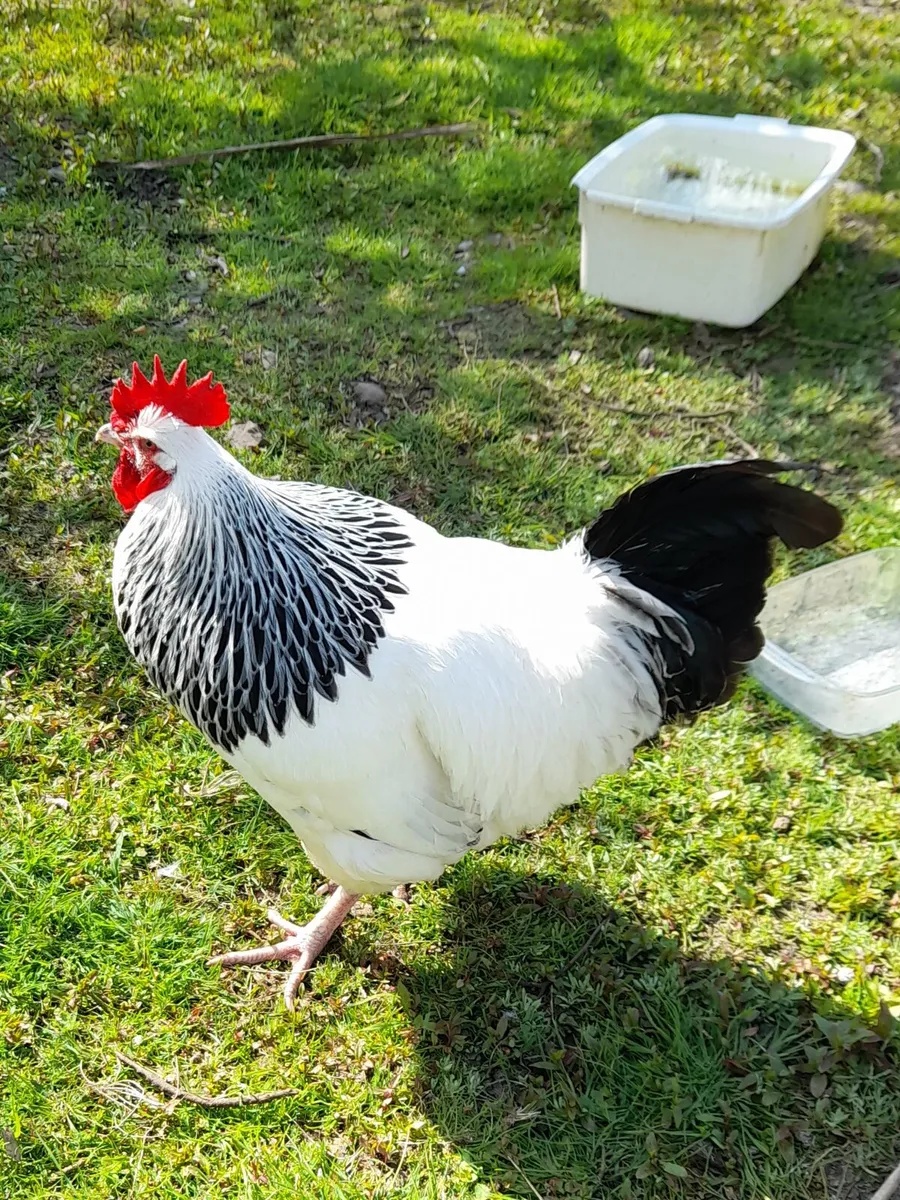Chick's, Hatching eggs 🥚purebred - Image 1