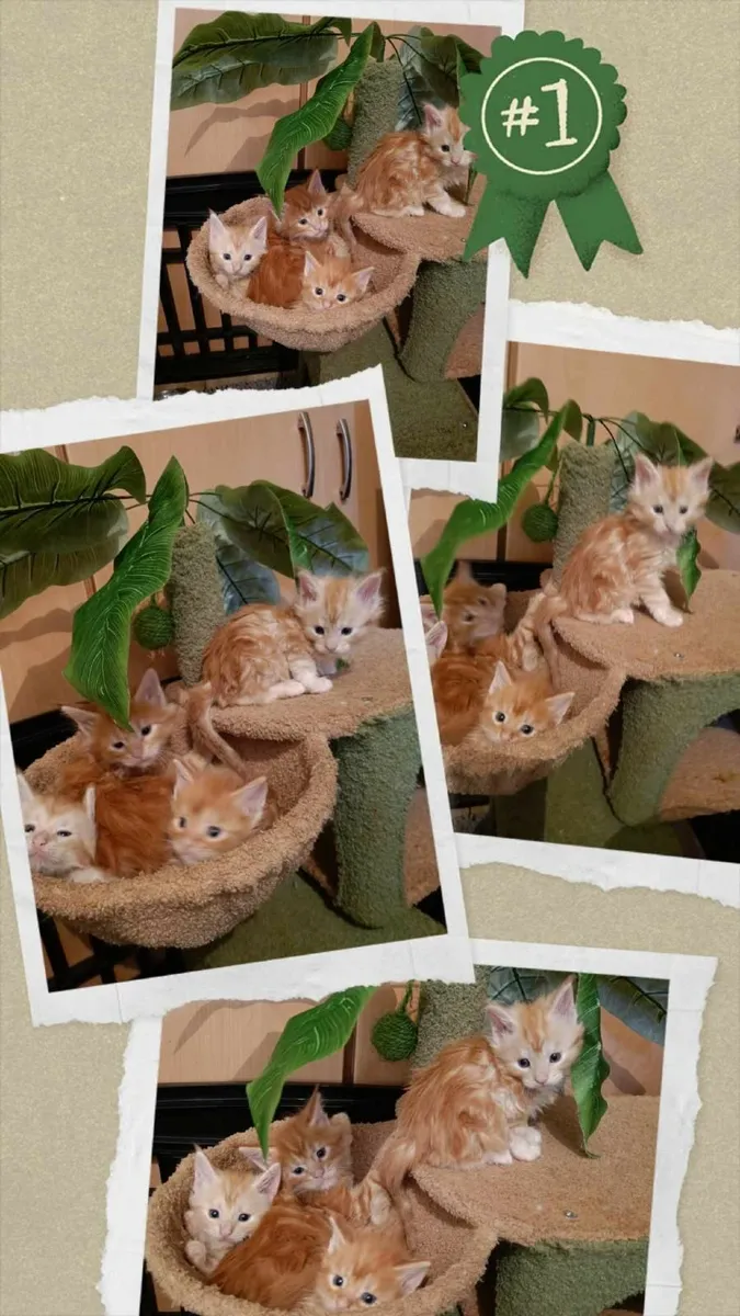 Maine Coon kittens for sale - Image 2