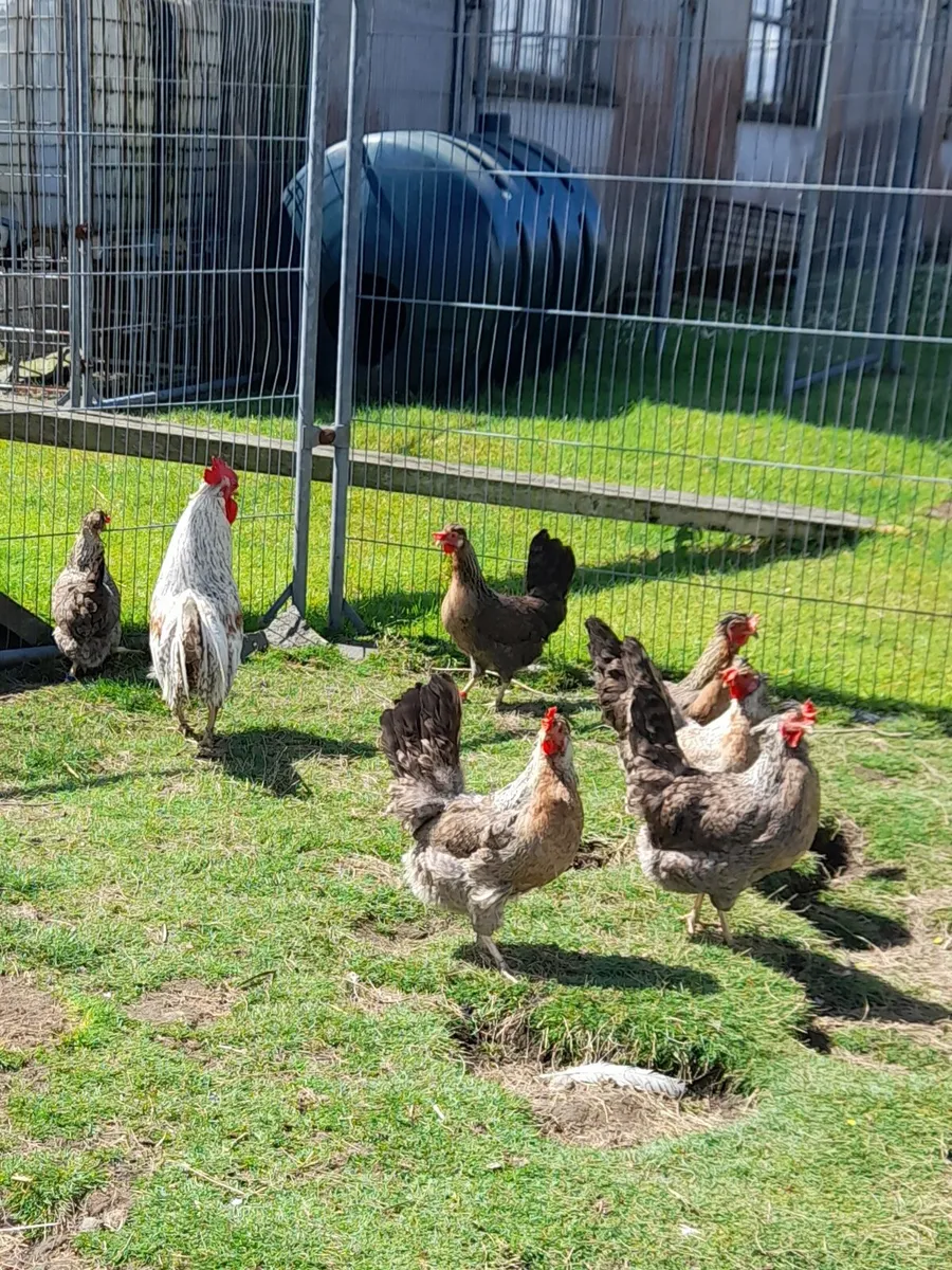 Chick's, Hatching eggs 🥚purebred - Image 1