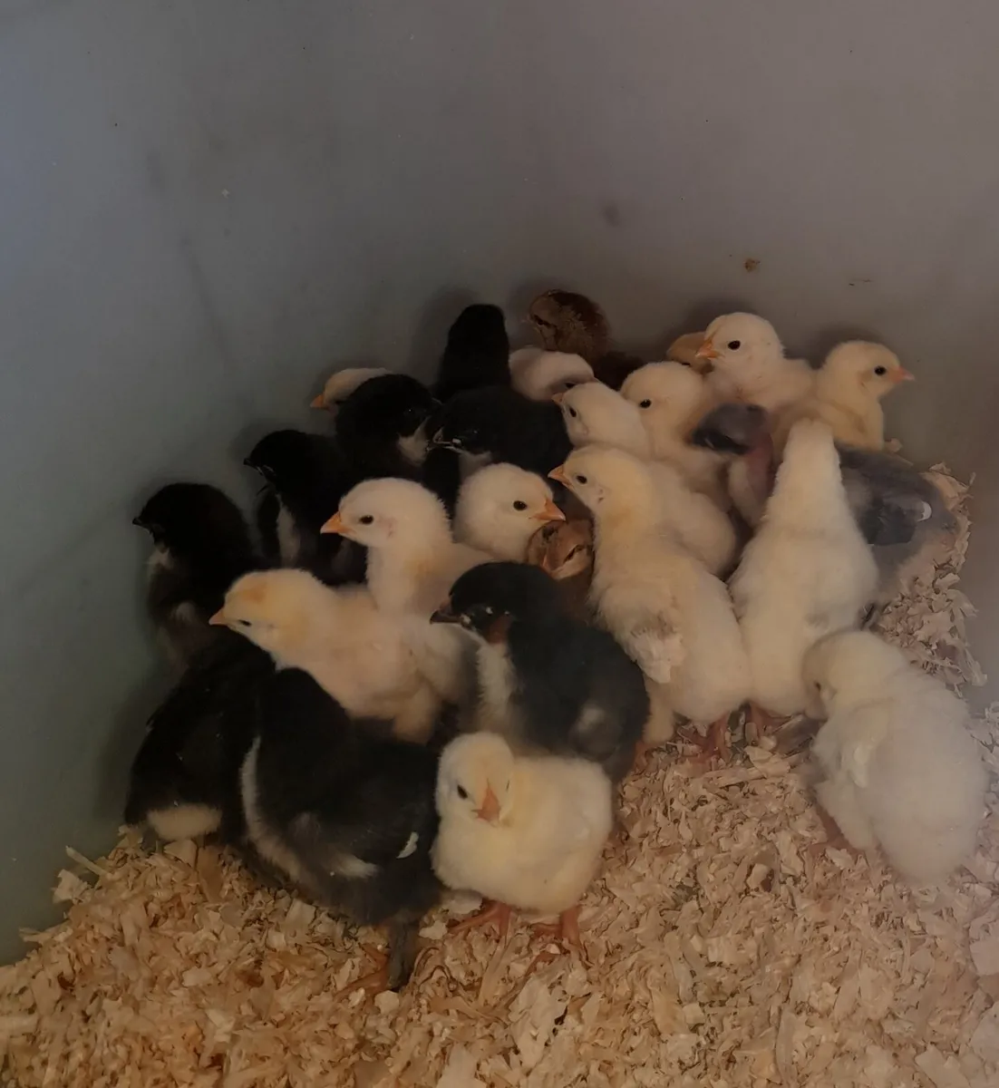 Chick's, Hatching eggs 🥚purebred - Image 3