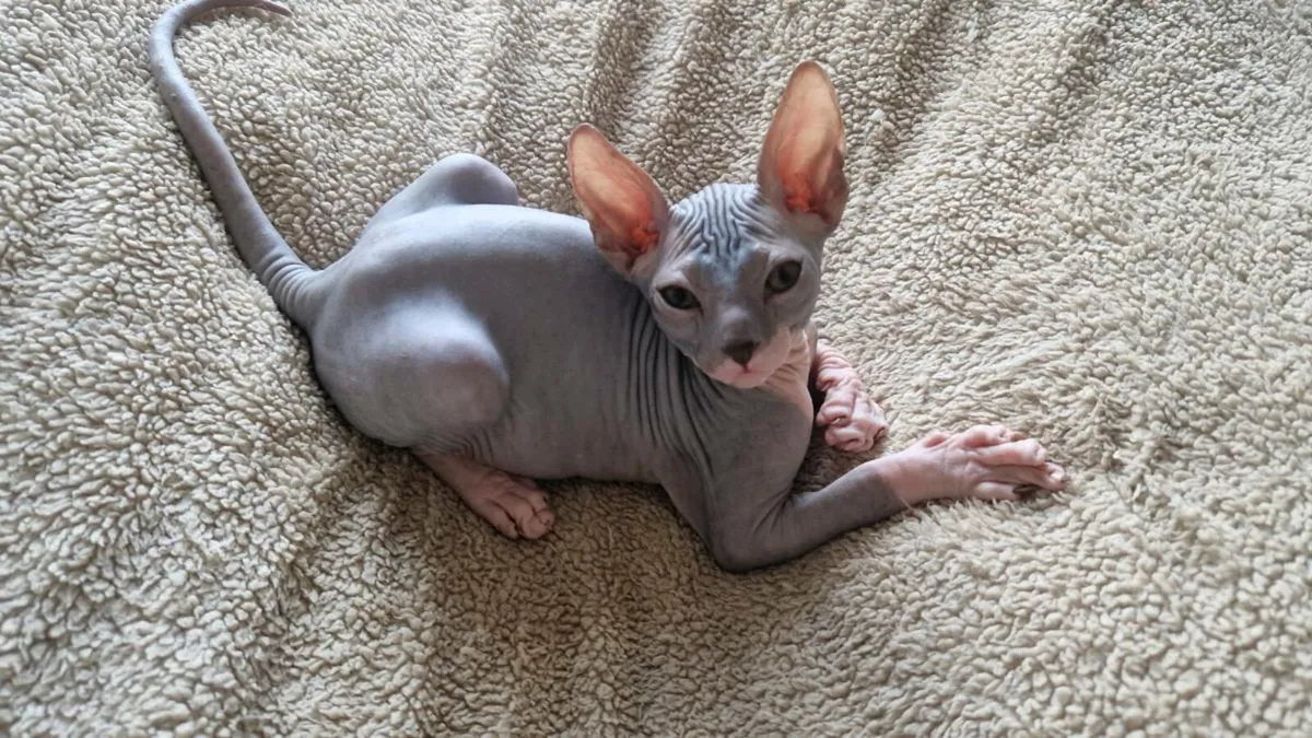 Lilac male sphynx kitten - Image 3