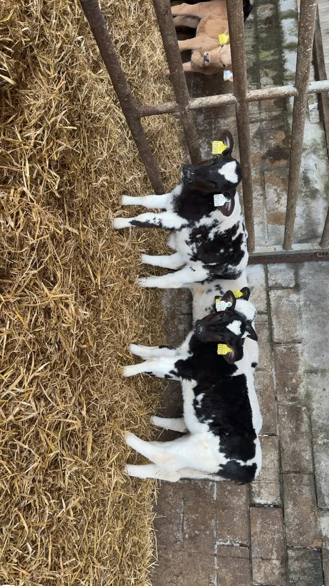 4 super BB heifers - Image 1