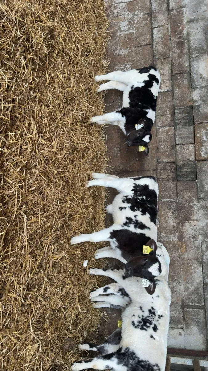 4 super BB heifers - Image 2