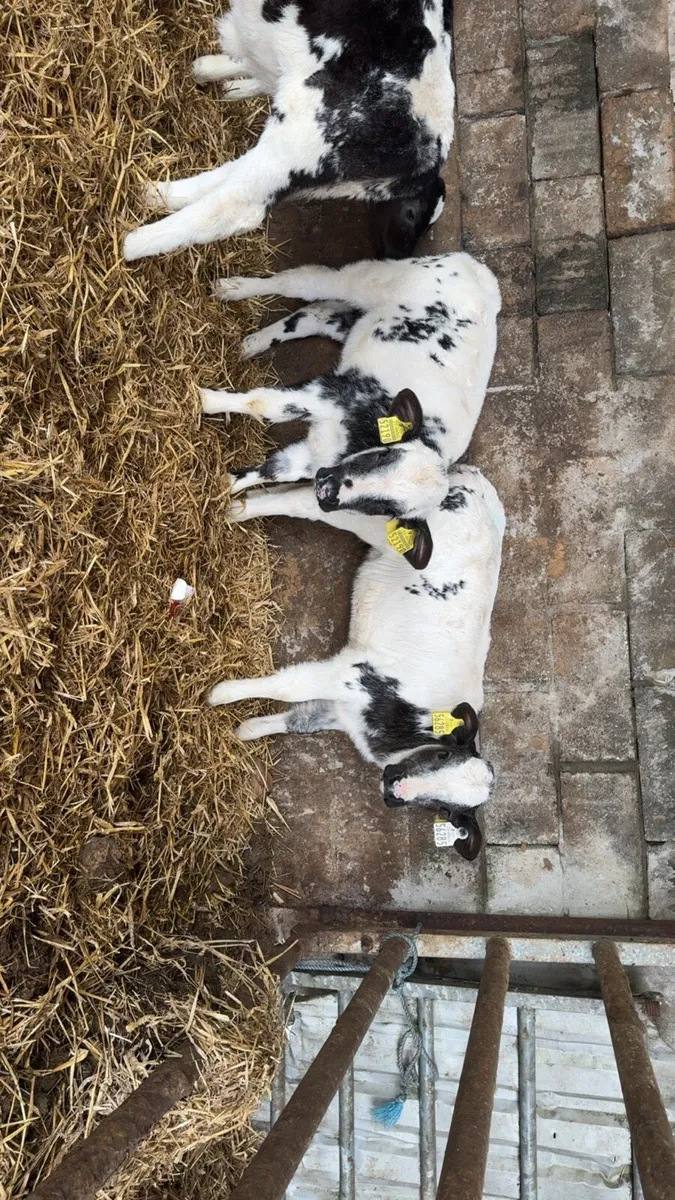 4 super BB heifers - Image 3