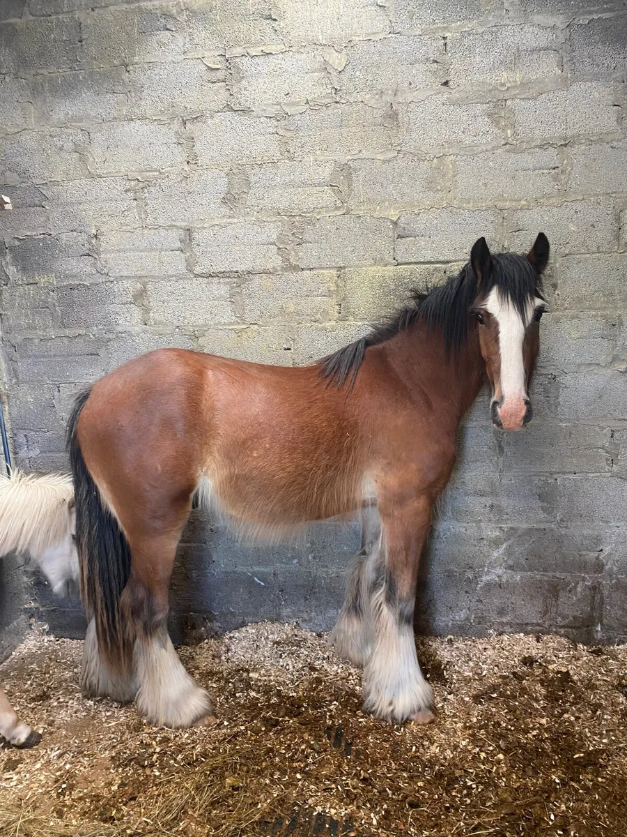 2yr old heavy cob gelding - Image 1