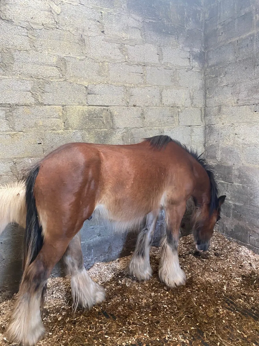 2yr old heavy cob gelding - Image 2