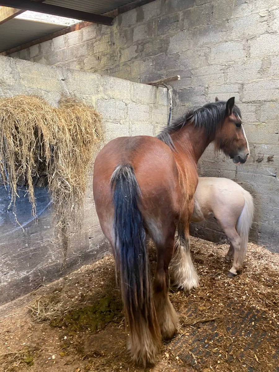 2yr old heavy cob gelding - Image 3