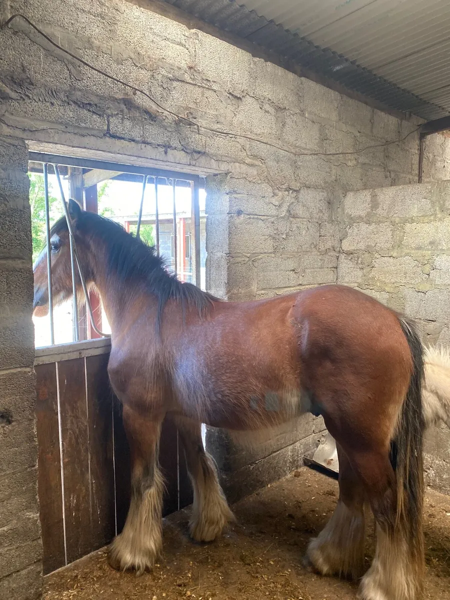 2yr old heavy cob gelding - Image 4