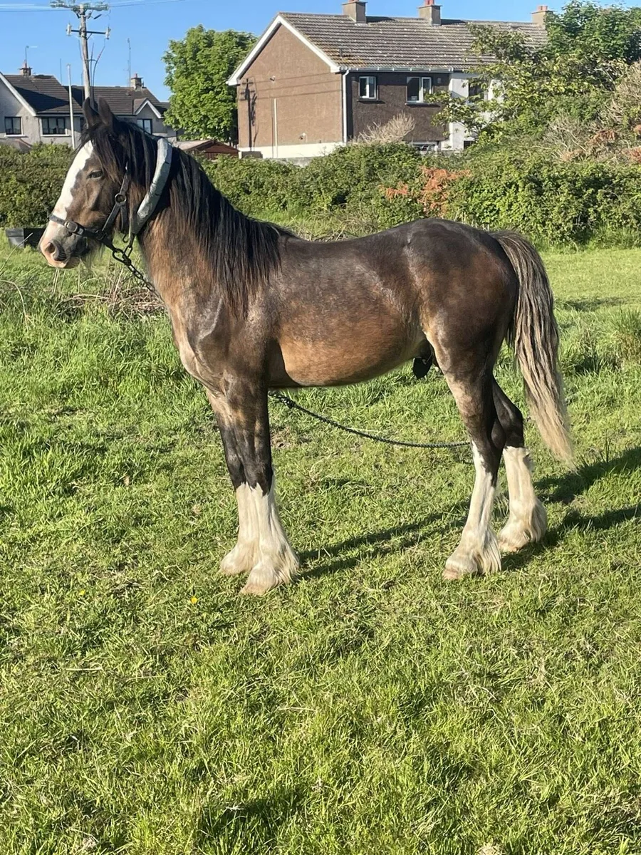 Half bread Yearling colt - Image 1