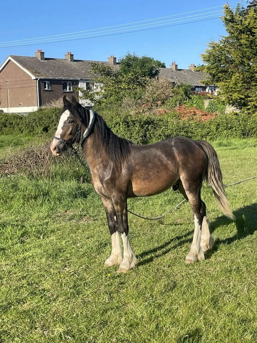 Half bread Yearling colt - Image 2