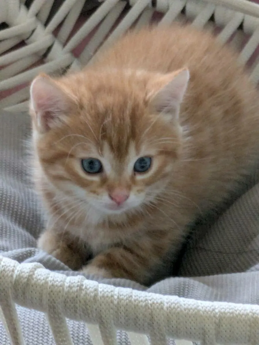 GORGEOUS SHORTHAIR CROSS KITTENS - Image 4