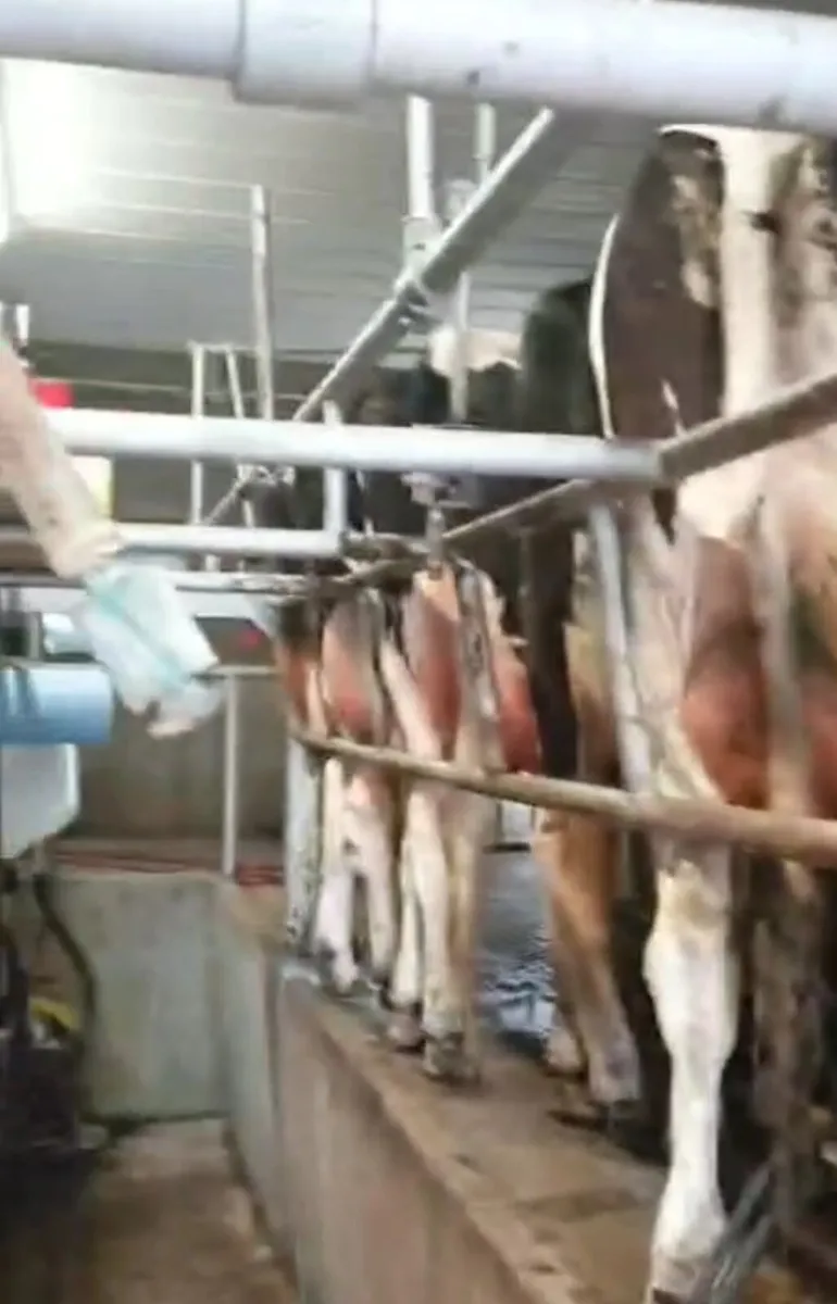 Freshly Calved Heifers - Image 3