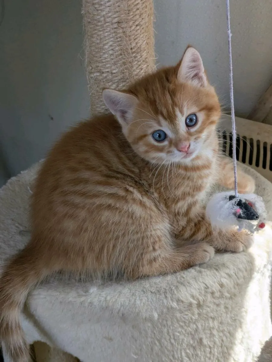 GORGEOUS SHORTHAIR CROSS KITTENS - Image 1