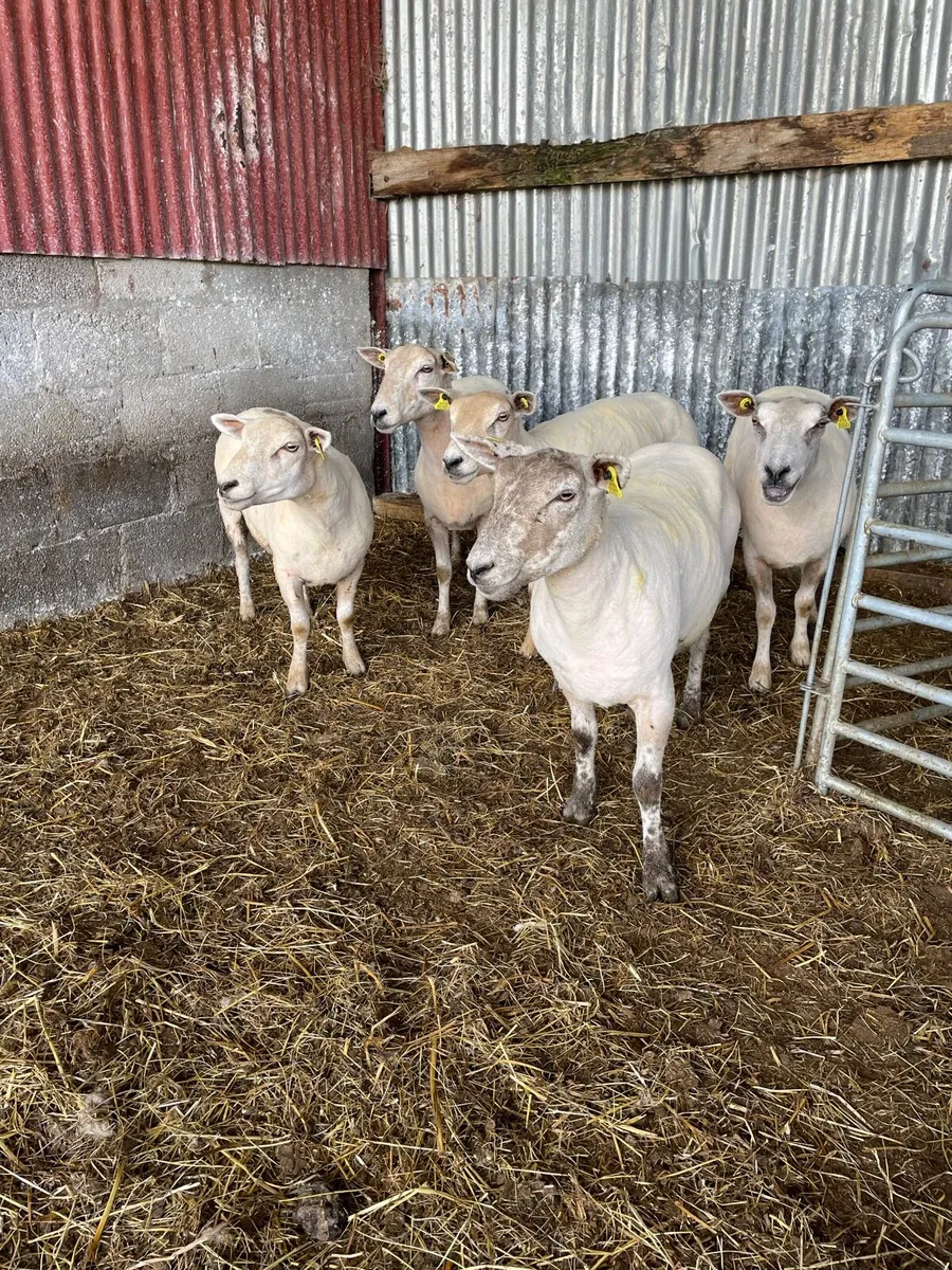 FIRST CROP EWES - Image 1