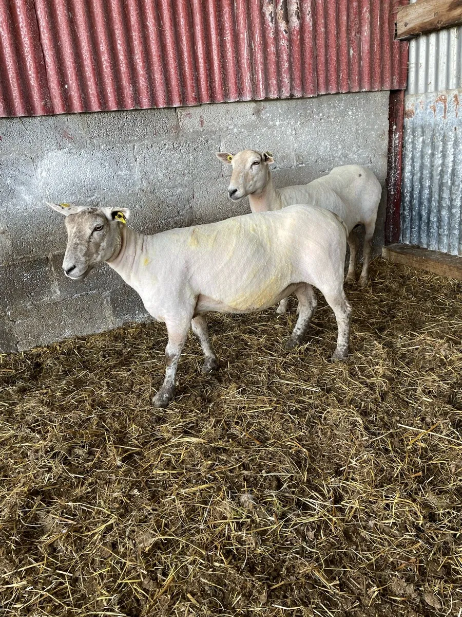 FIRST CROP EWES - Image 2