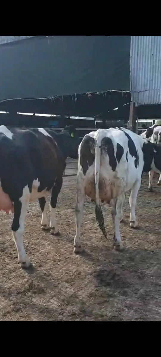Freshly Calved Heifers - Image 2