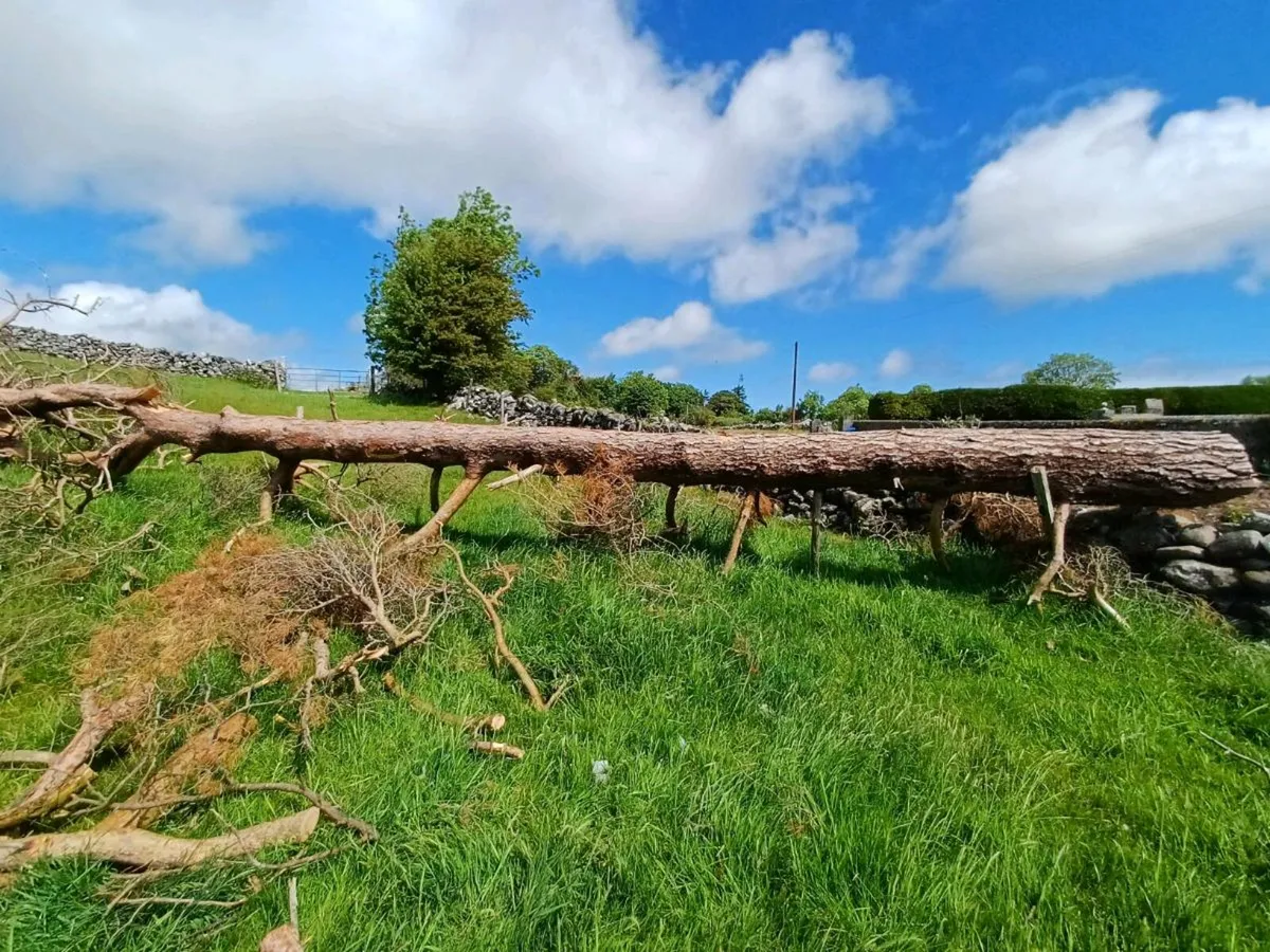 Larch trees - Image 2