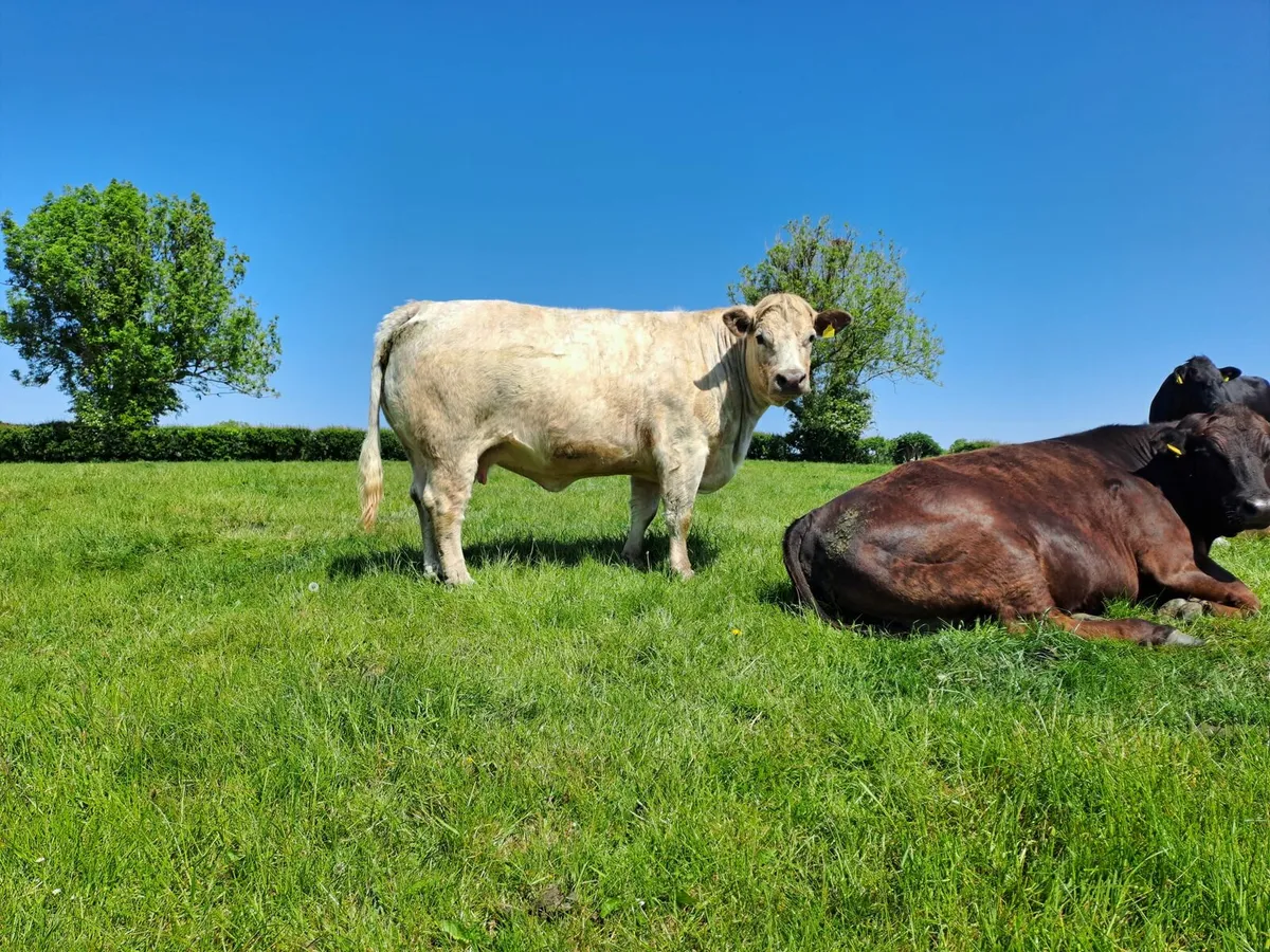 Cull cows - Image 1