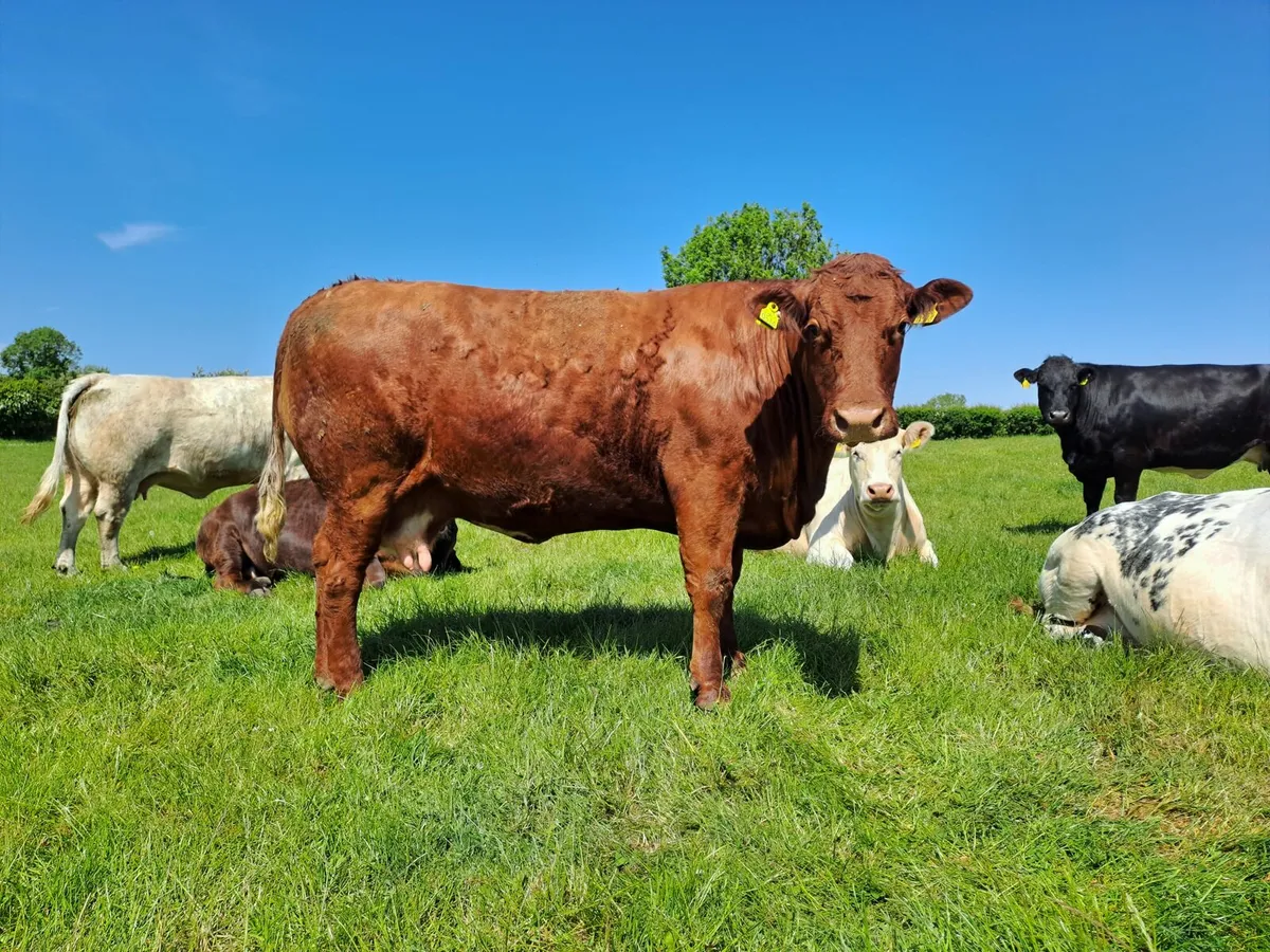 Cull cows - Image 2