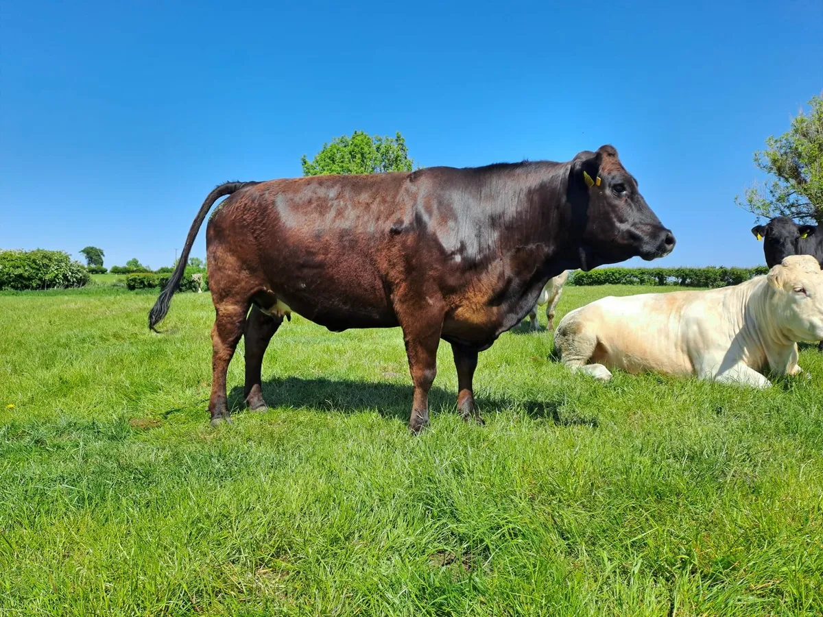 Cull cows - Image 3