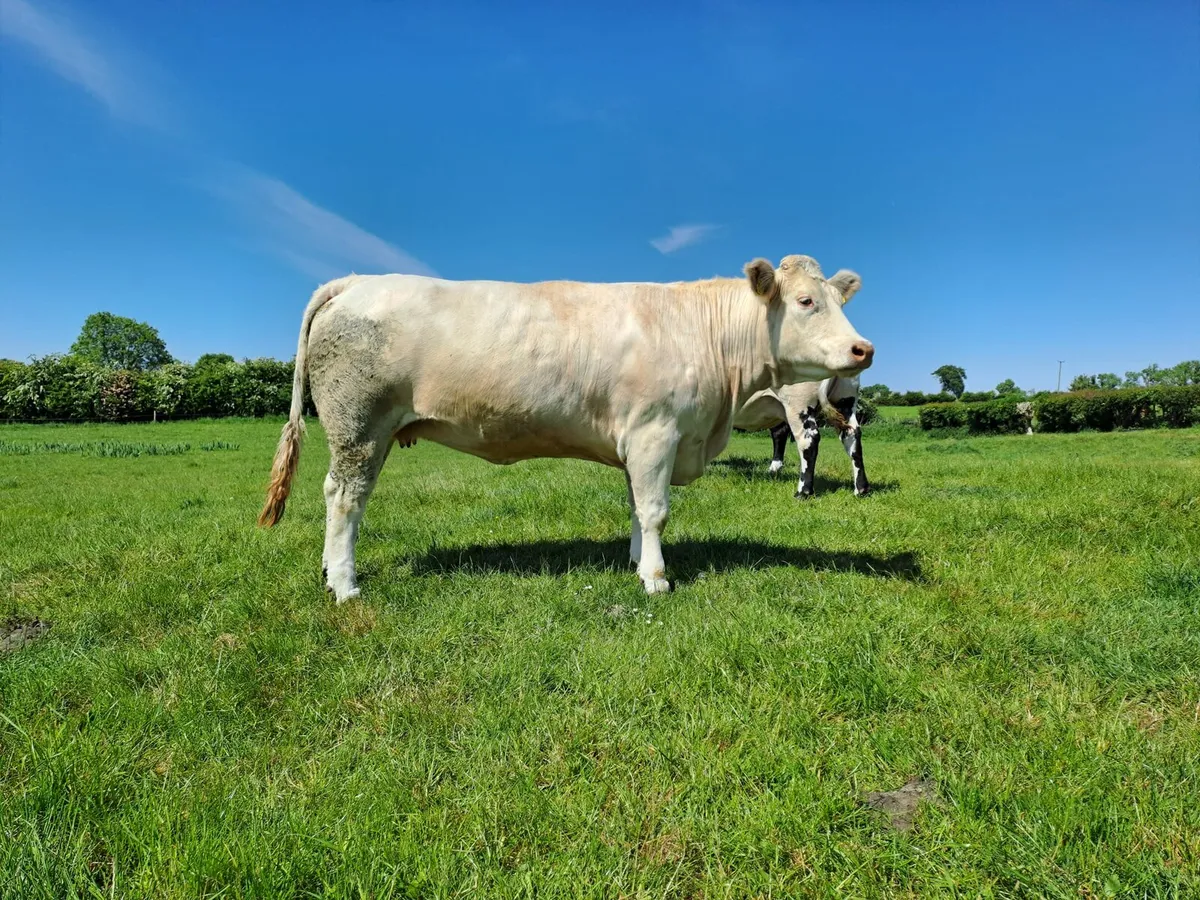 Cull cows - Image 4