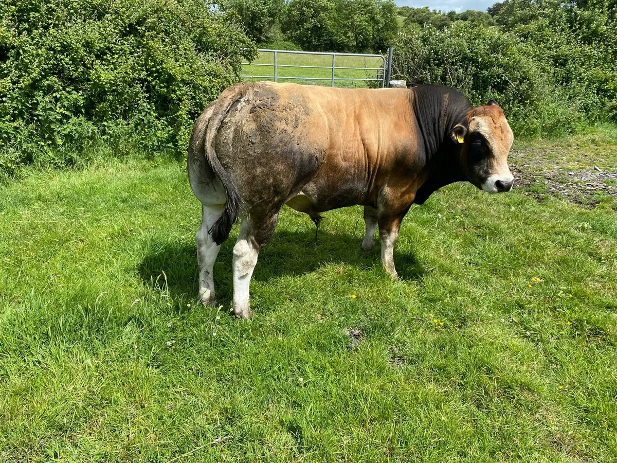 Parthenaise bull - Image 1