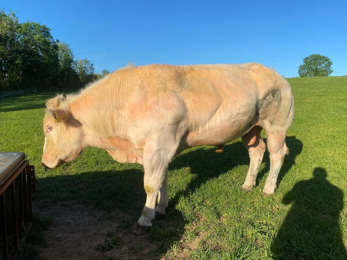 Belgian blue bull purebred - Image 1