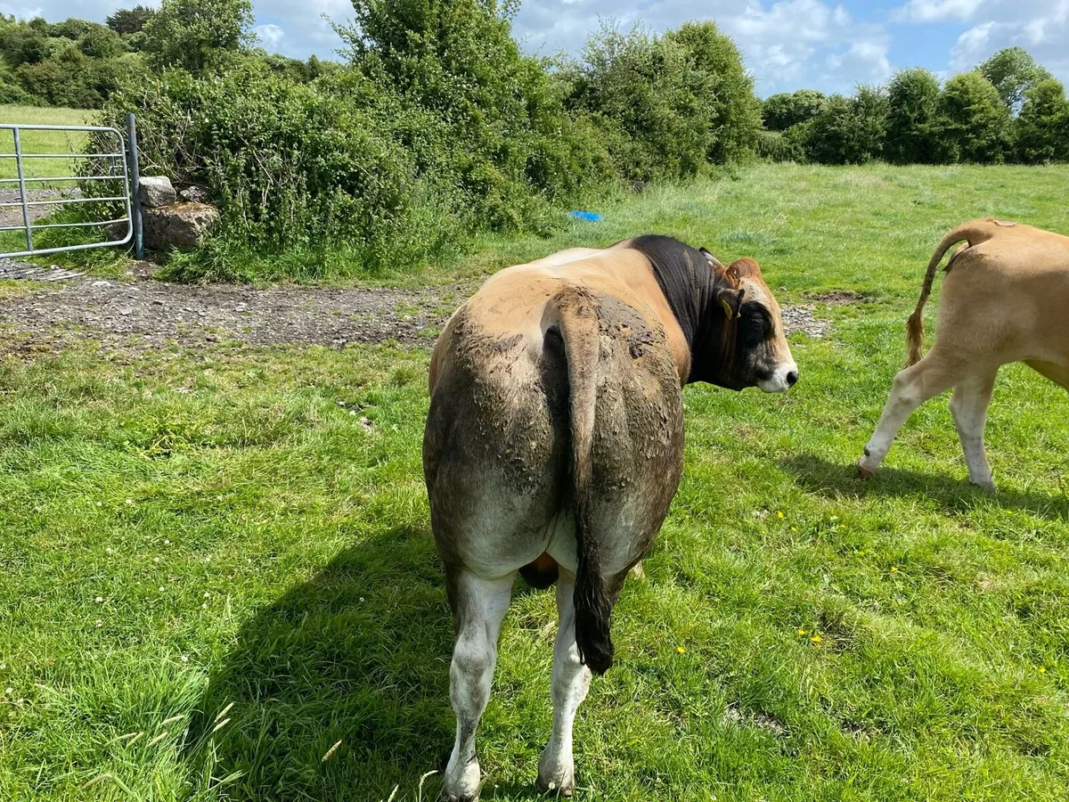 Parthenaise bull - Image 2