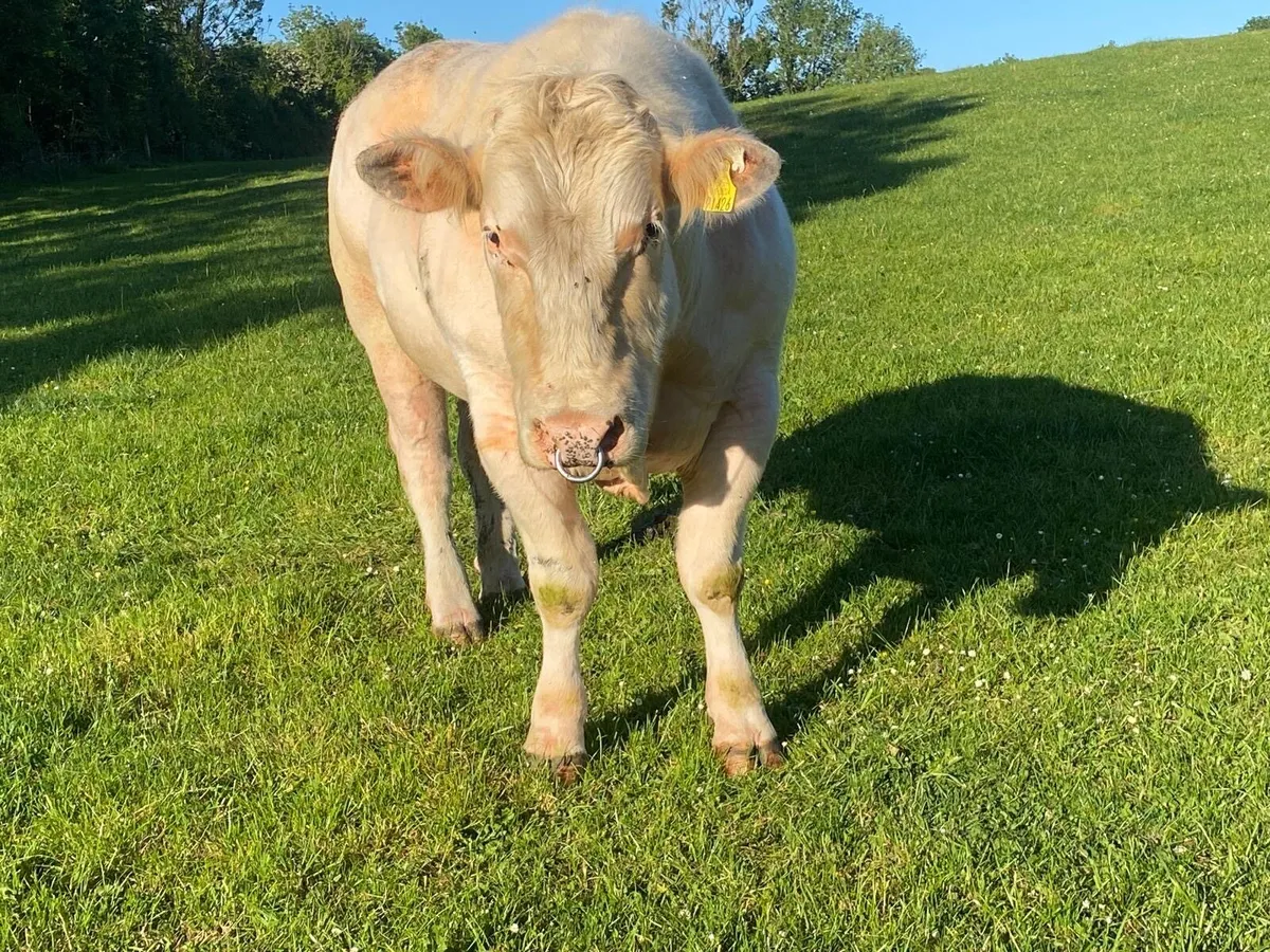 Belgian blue bull purebred - Image 2