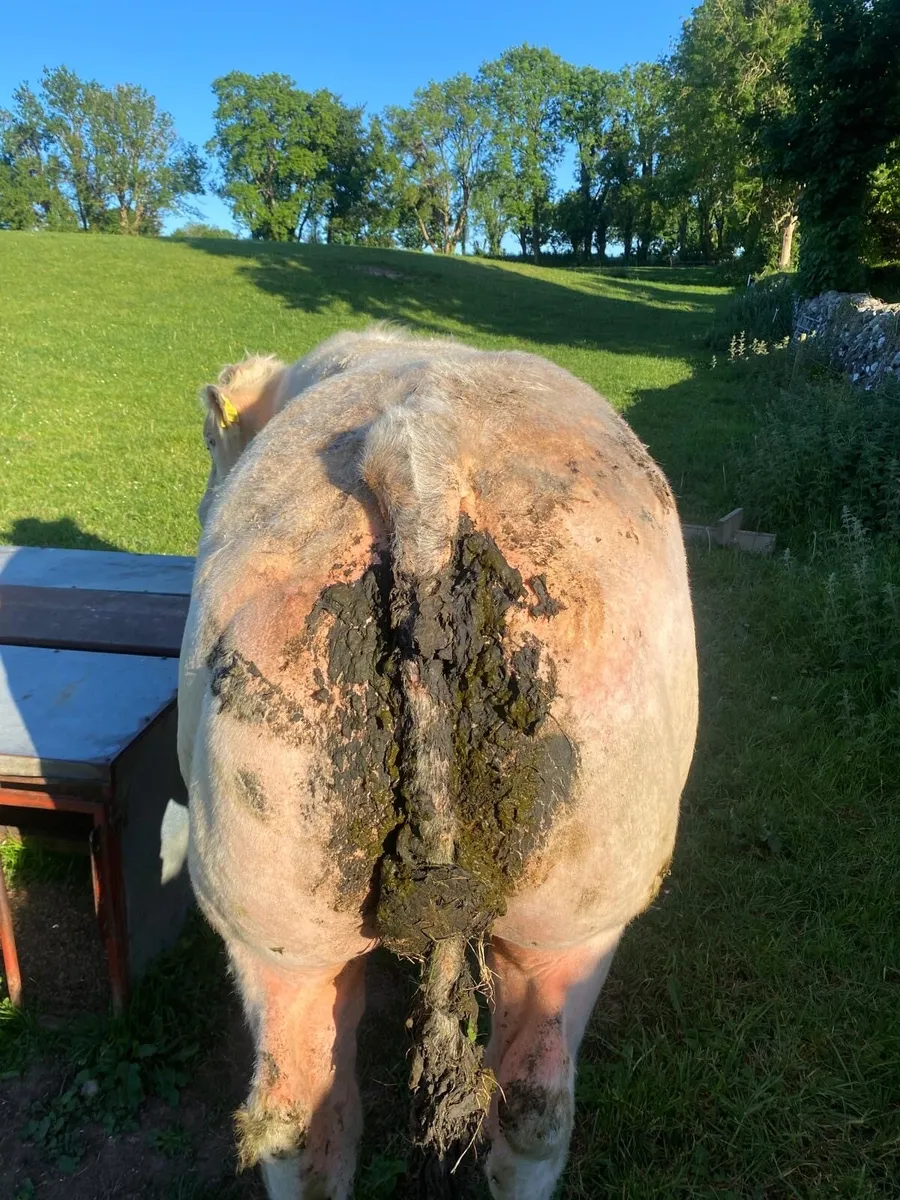 Belgian blue bull purebred - Image 4