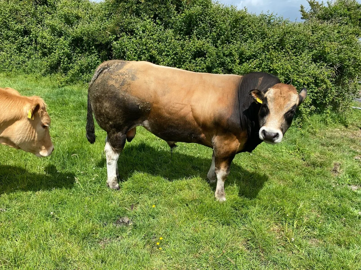 Parthenaise bull - Image 3