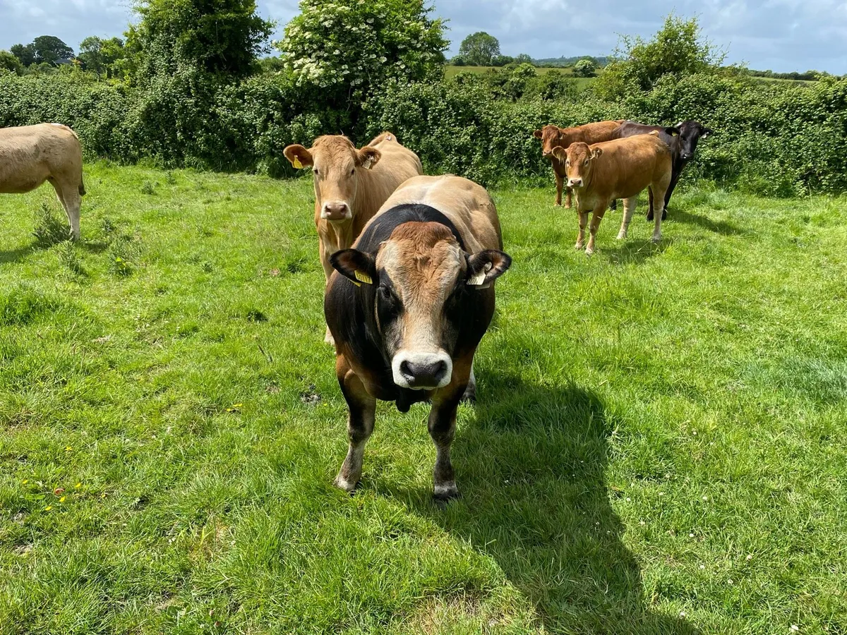 Parthenaise bull - Image 4