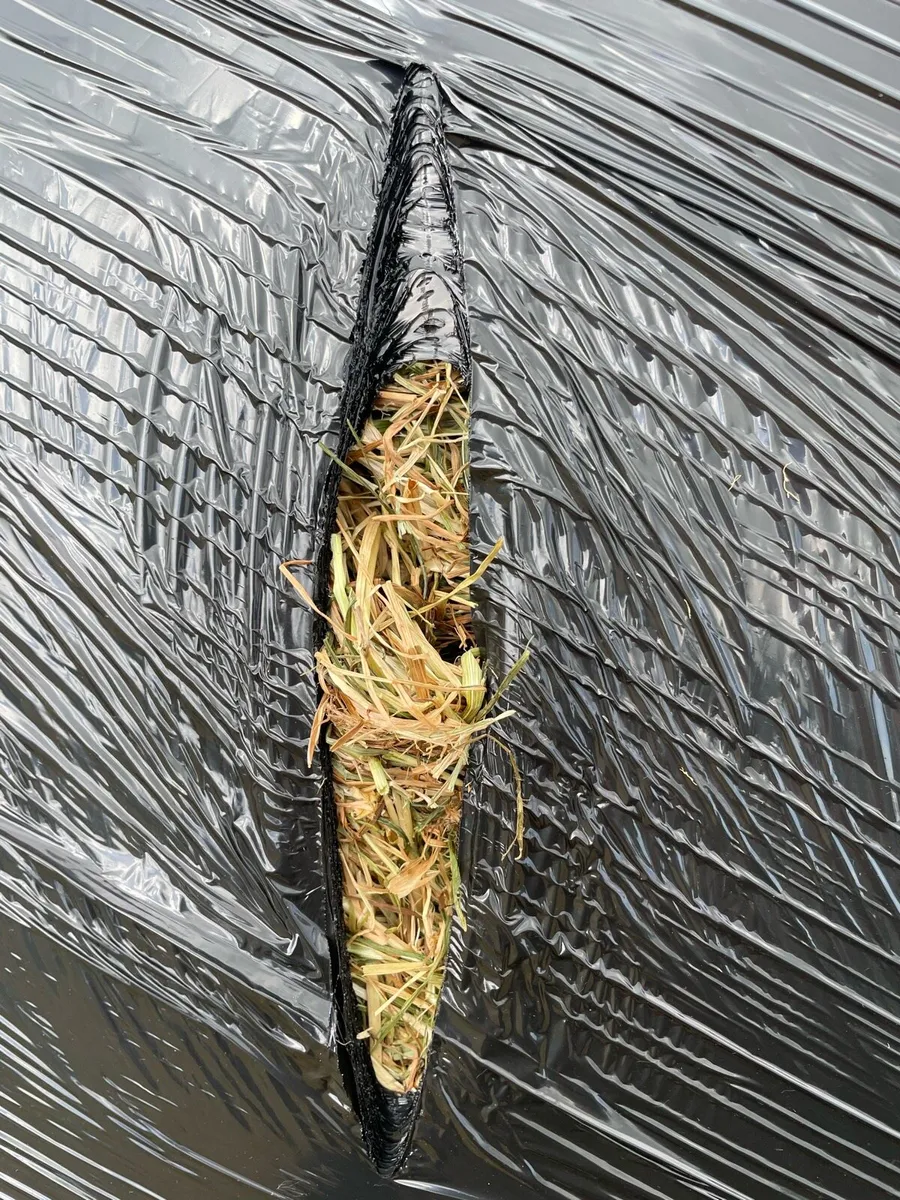 Haylage - Image 3